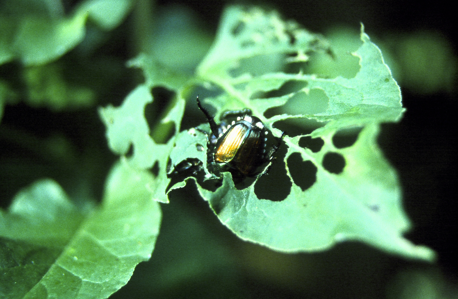 japanese beetle larvae control