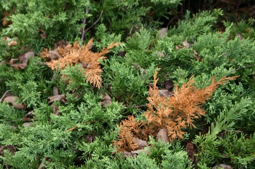 Juniper – Phomopsis tip blight | Walter Reeves: The Georgia Gardener