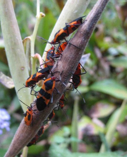 Milkweed Bugs | Walter Reeves: The Georgia Gardener