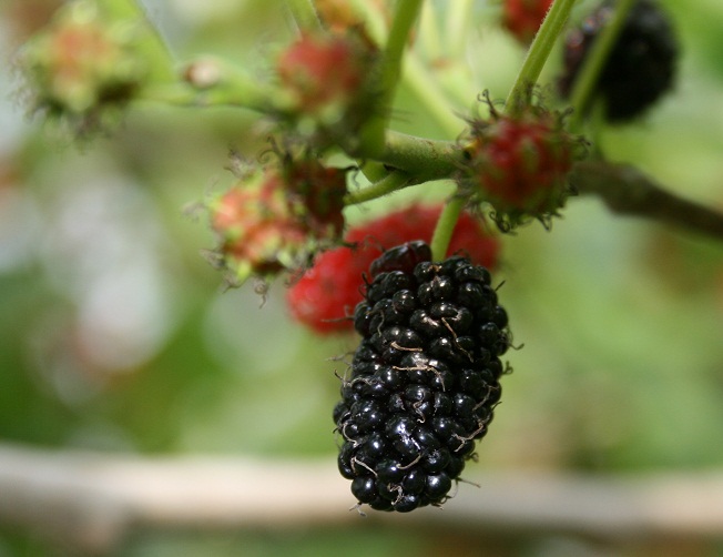 Red mulberry discount tree georgia