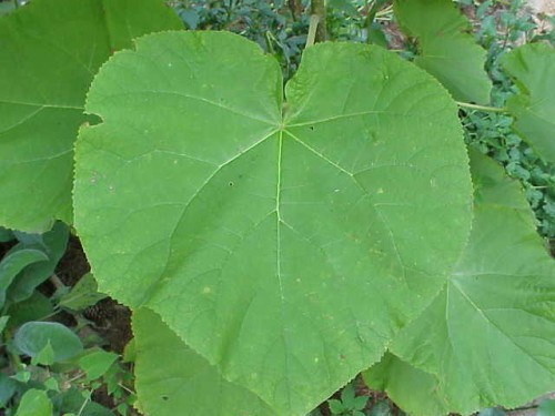 Paulownia (Princess Tree) – Identification and Control | Walter Reeves ...