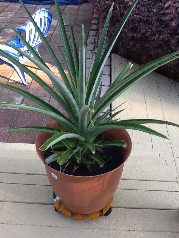 Forcing a pineapple to produce fruit