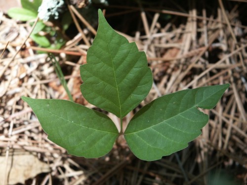 Poison Ivy – Control | Walter Reeves: The Georgia Gardener