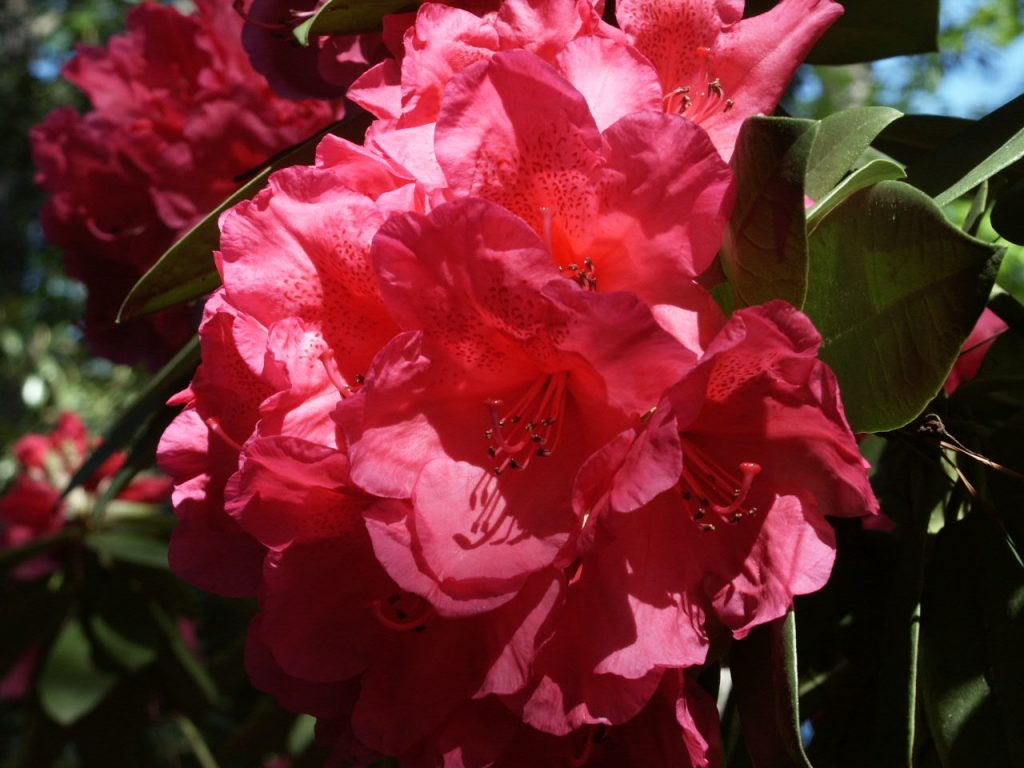 Azalea vs Rhododendron – Different Stamens | Walter Reeves: The Georgia ...