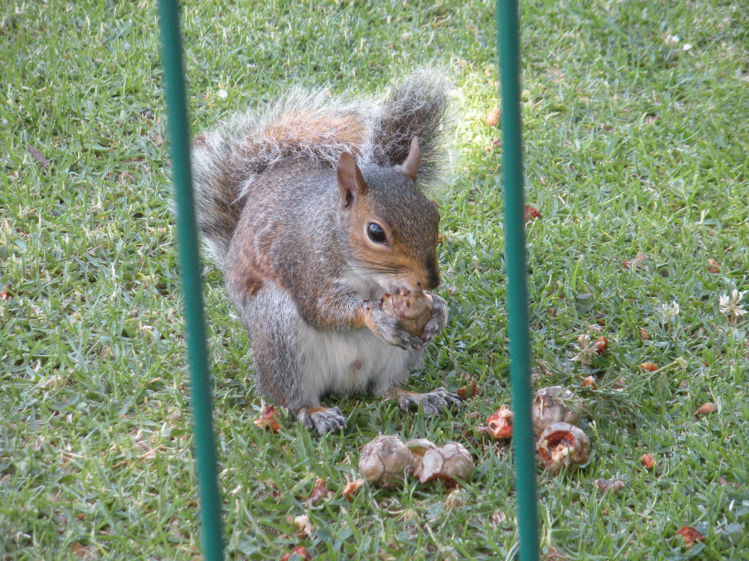 https://www.walterreeves.com/wp-content/uploads/2010/07/squirrel-3-2-scaled.jpg