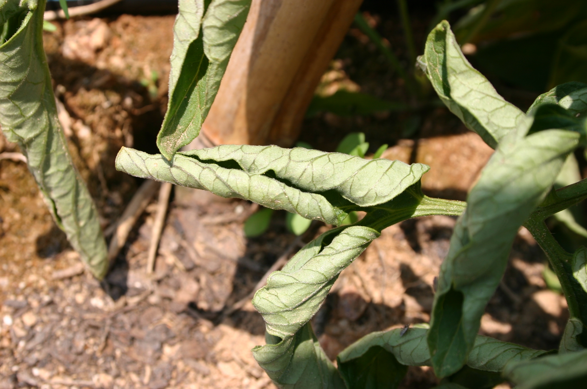 Leaf Curl On Young Tomato Plants