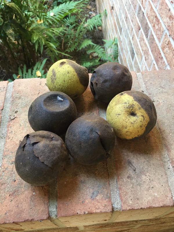 Sell Black Walnut