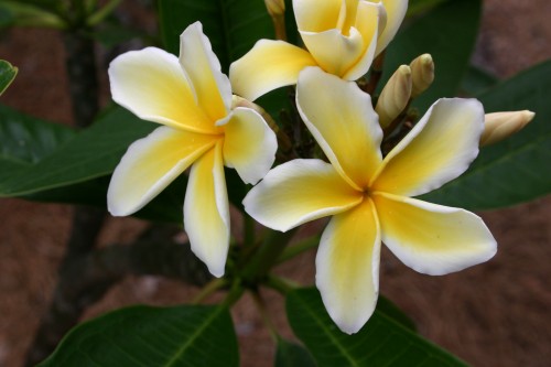 Plumeria – Care | Walter Reeves: The Georgia Gardener