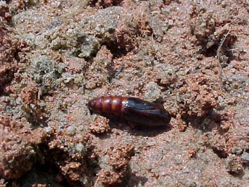 Sod Cutworm – Identification | Walter Reeves: The Georgia Gardener