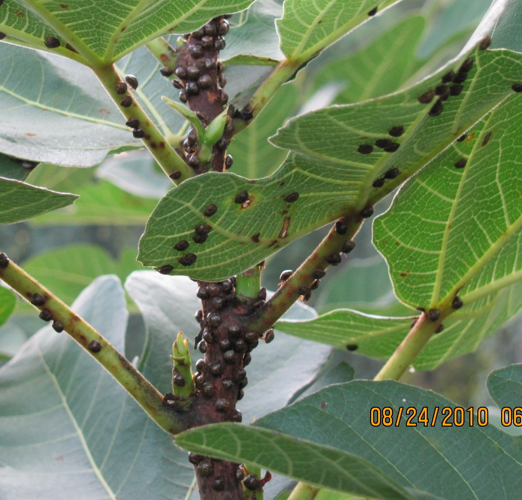 Kudzu Bug – On Fig | Walter Reeves: The Georgia Gardener