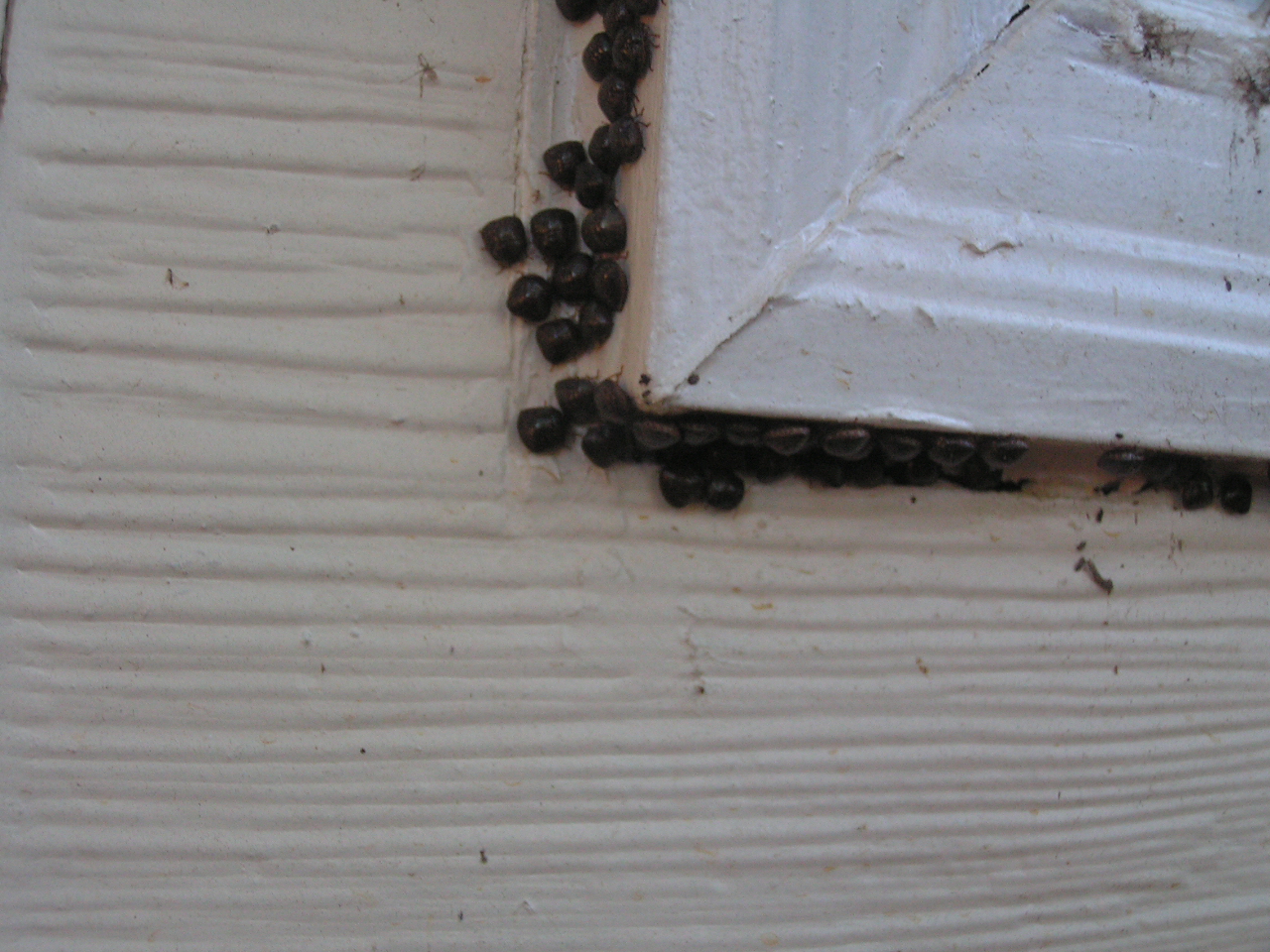 Kudzu Bug – On Fig | Walter Reeves: The Georgia Gardener