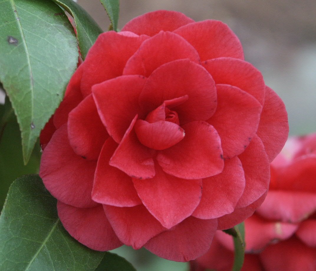 Sasanqua Camellia and Japanese Camellia – Identification | Walter