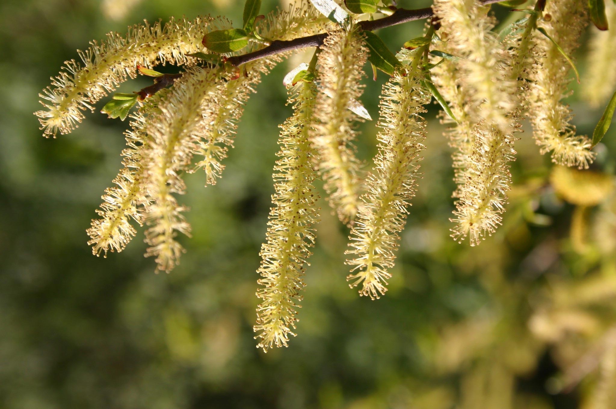 Pussy Willow Growing In Georgia Walter Reeves The Georgia Gardener