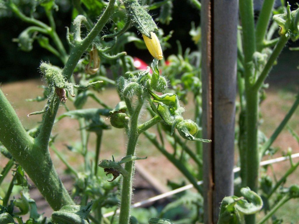 Leaf Curl On Tomato Plants Nz - Leaf curl