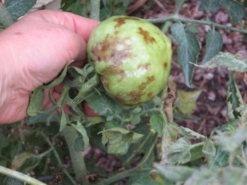 Tomato – Late Blight Identification | Walter Reeves: The Georgia Gardener