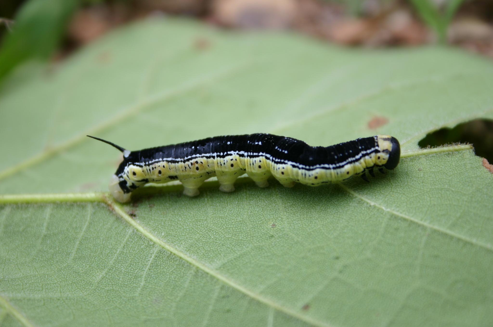 Catalpa Worm – Identification | Walter Reeves: The Georgia Gardener