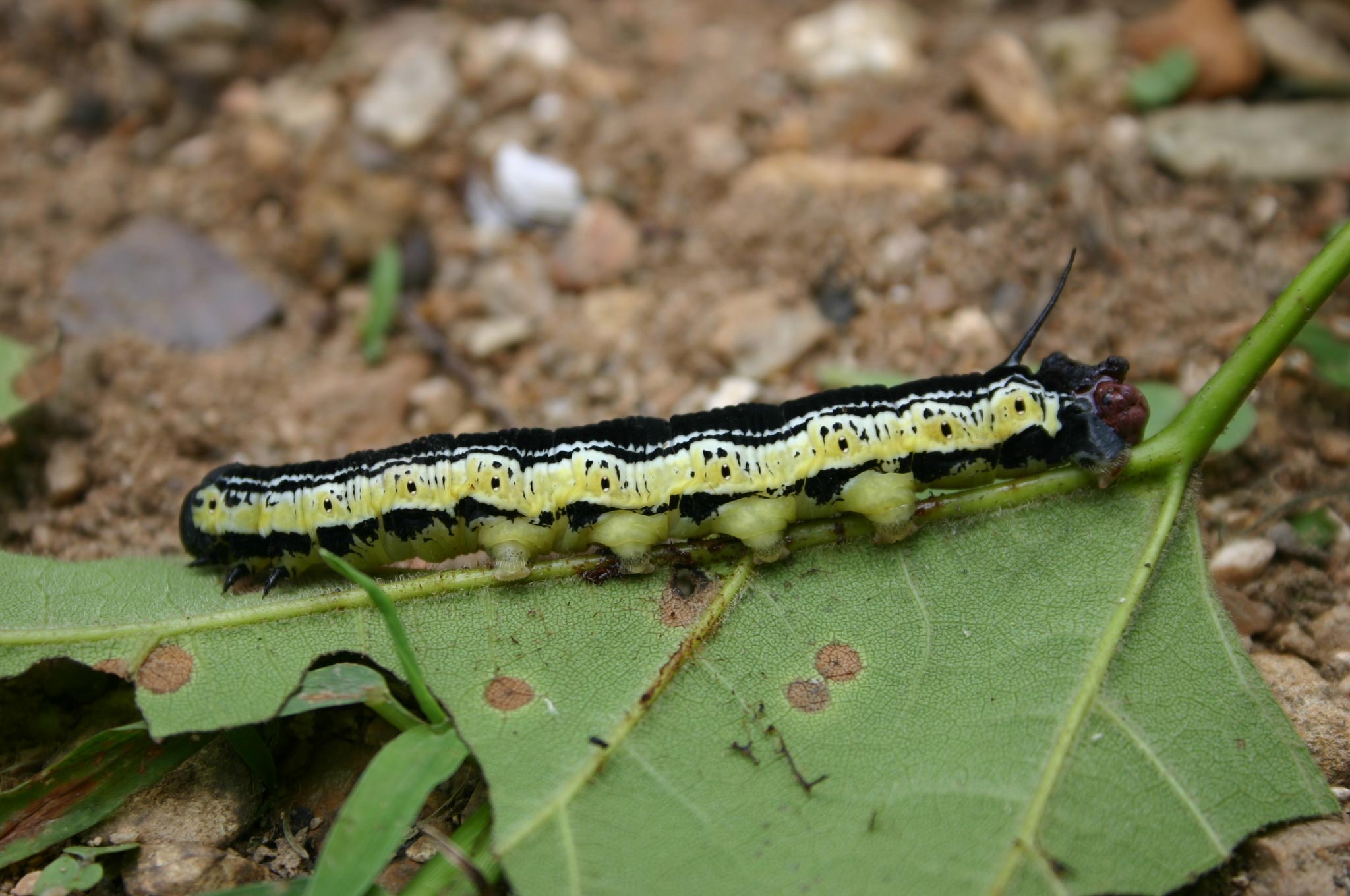 catalpa worm « Walter Reeves: The Georgia Gardener