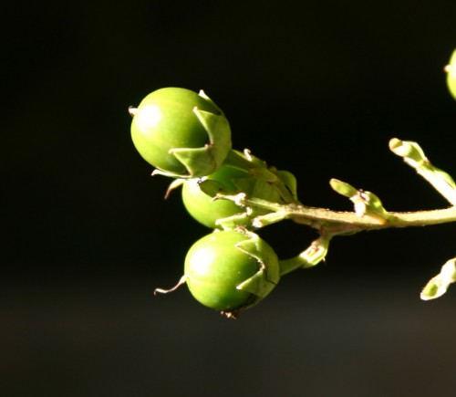 Crapemyrtle – Planting Seeds | Walter Reeves: The Georgia Gardener