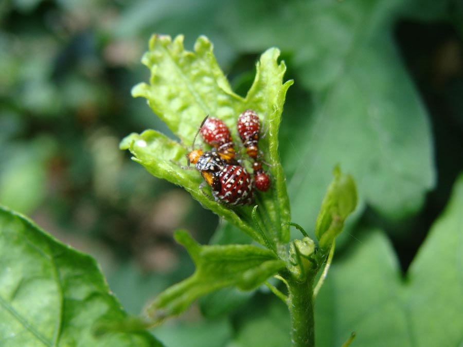 Rose Of Sharon – Seed Bugs | Walter Reeves: The Georgia Gardener