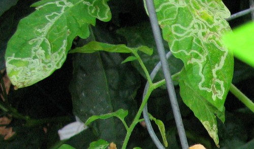 Tomato Leaf Miner Walter Reeves The Gardener