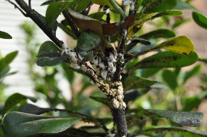 Cottony Cushion Scale – On Shrub | Walter Reeves: The Georgia Gardener