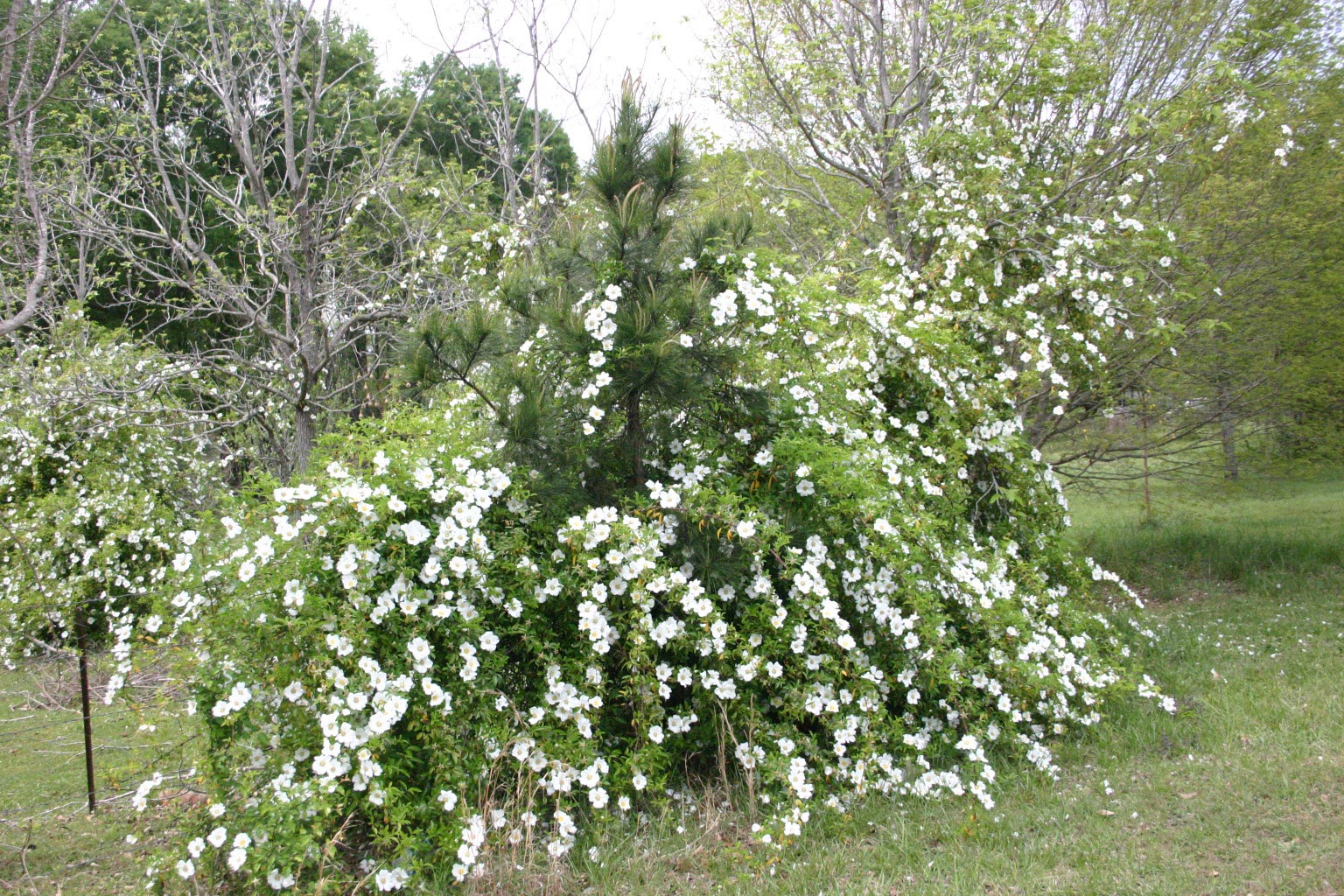 cherokee-rose-history-walter-reeves-the-georgia-gardener