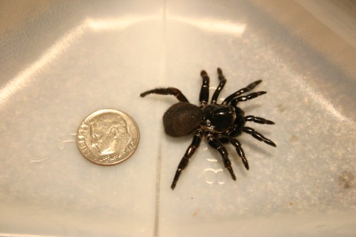 Trap Door Spider – Identification | Walter Reeves: The Georgia Gardener