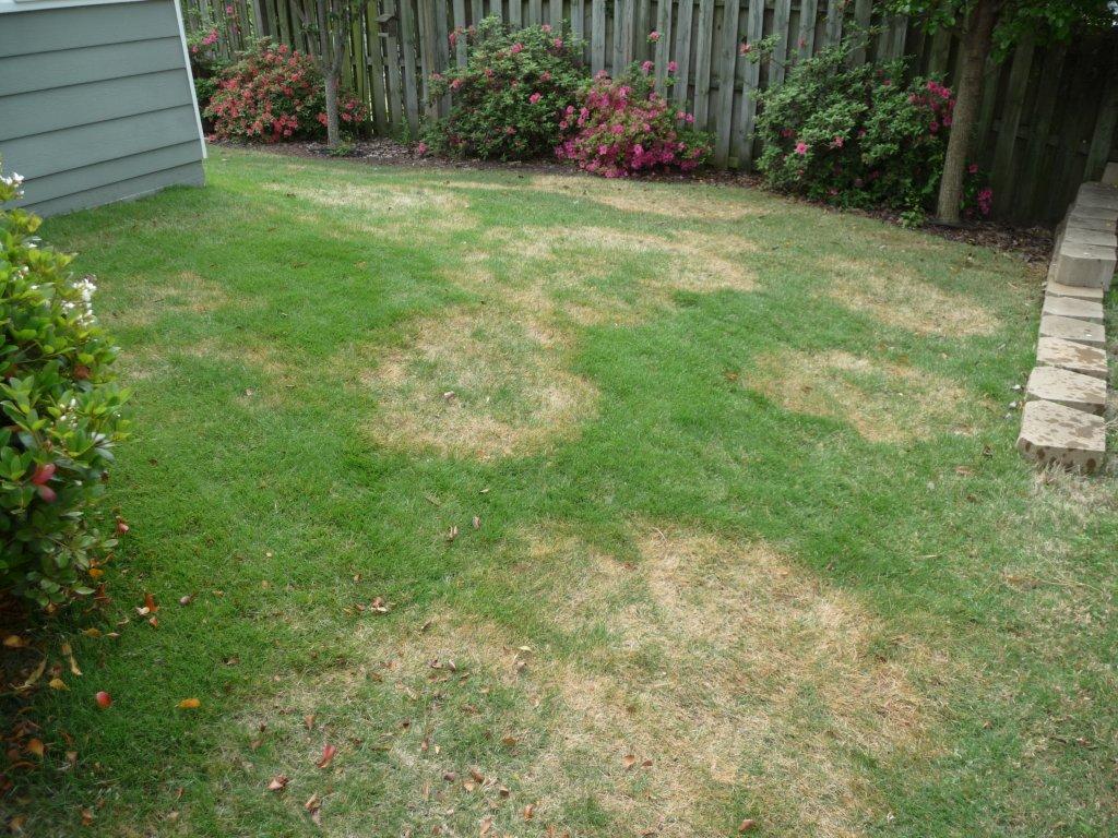 Brown Patch – On Fescue and Other Grasses (close up pictures) | Walter ...