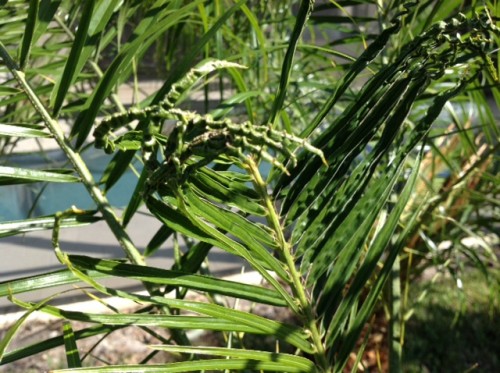 Palm – Boron Deficiency | Walter Reeves: The Georgia Gardener