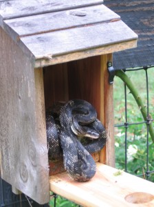 Bluebird House – Protection from Snakes | Walter Reeves: The Georgia ...