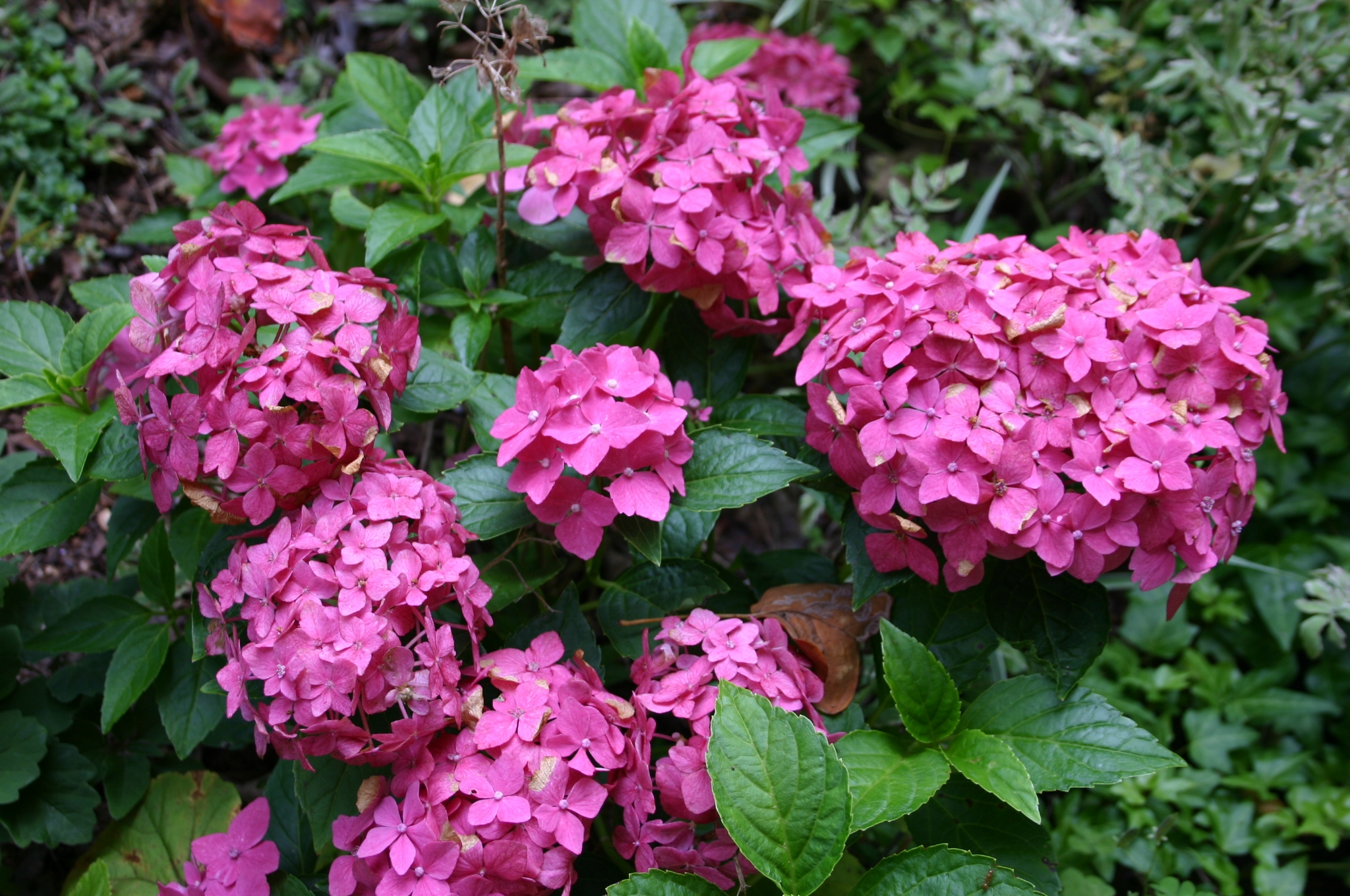 cheese grater stoned in the image of the pink hydrangea (rhodonite and  bloodstone)