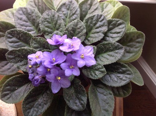 African Violet – Mites | Walter Reeves: The Georgia Gardener