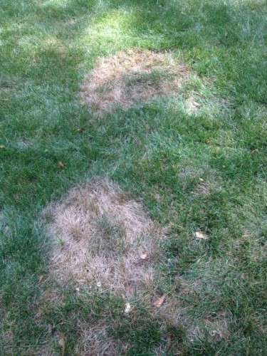 Brown Patch Disease – In Fescue | Walter Reeves: The Georgia Gardener