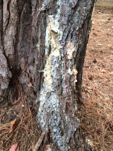 Pine – Pitch Canker Disease | Walter Reeves: The Georgia Gardener