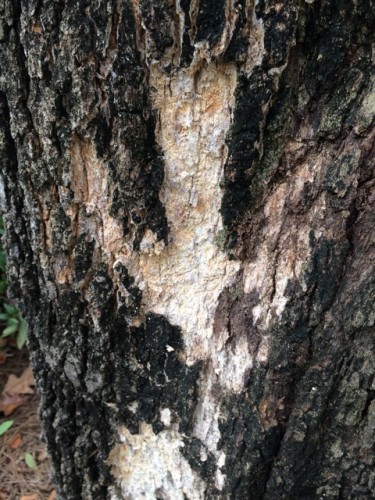 Oak – Losing Bark, Trunk Rotting | Walter Reeves: The Georgia Gardener