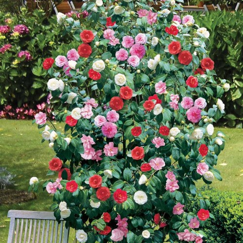 Camellia – Three Colors on Same Bush | Walter Reeves: The Georgia Gardener