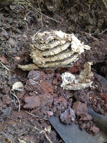 Yellowjacket Nest – Structure | Walter Reeves: The Georgia Gardener