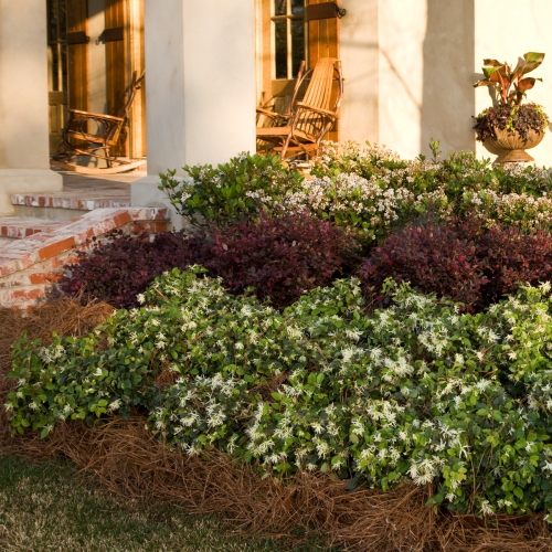 Boxwood – Alternative Shrubs | Walter Reeves: The Georgia Gardener