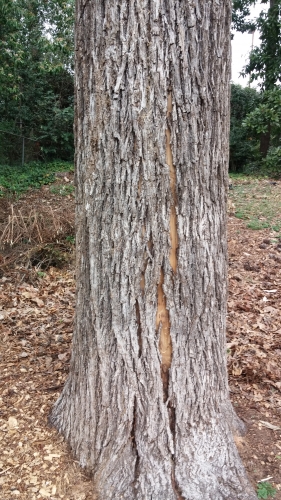 Hickory – Trunk Damage Caused By Root Rot | Walter Reeves: The Georgia ...