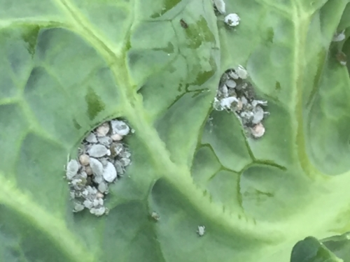 Cabbage Aphids – Control | Walter Reeves: The Georgia Gardener