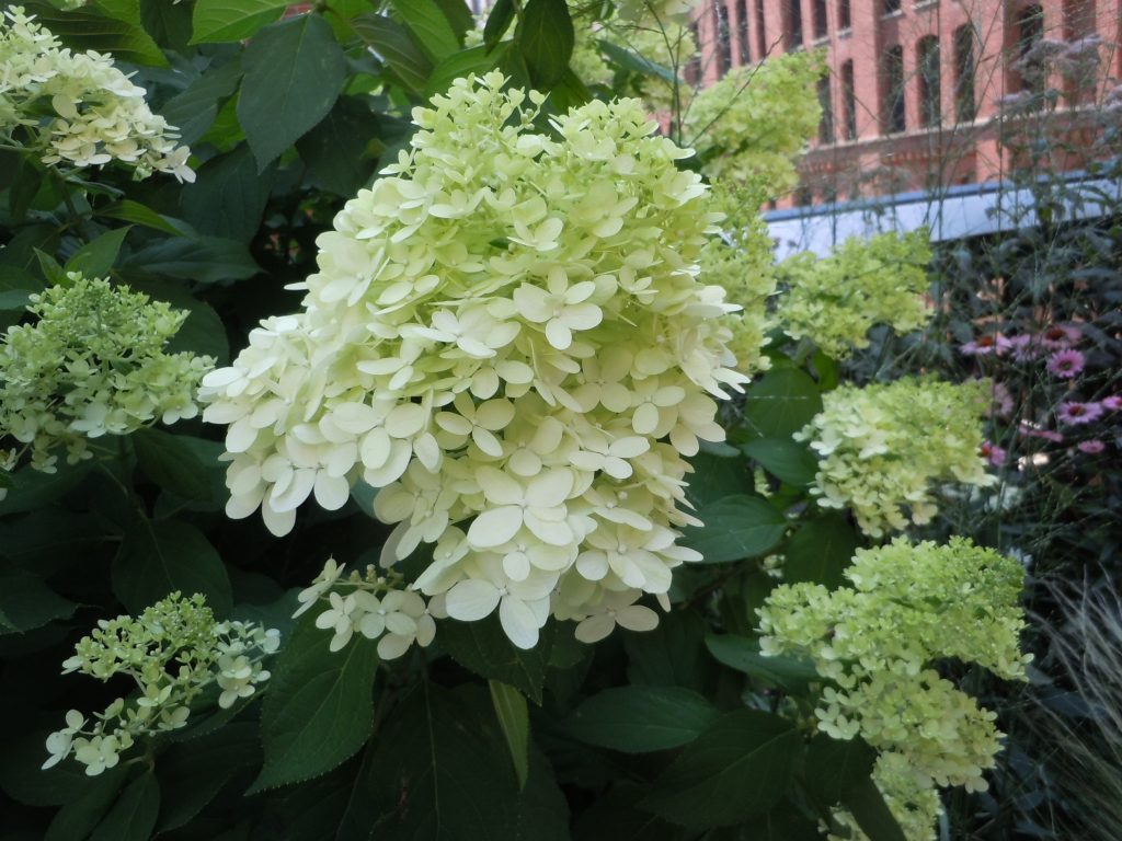 Limelight Hydrangeas – How Much Fertilizer To Use | Walter Reeves: The ...