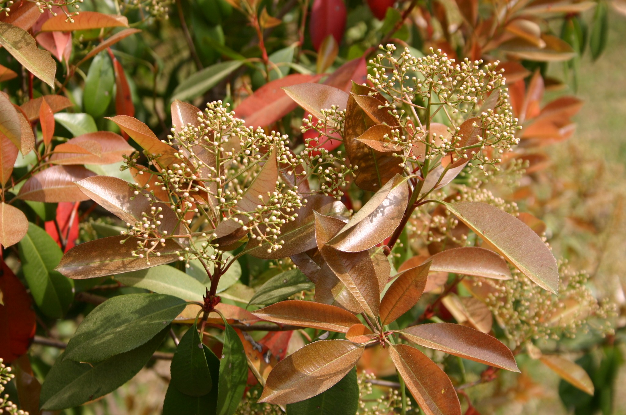 red tip photinia shrub