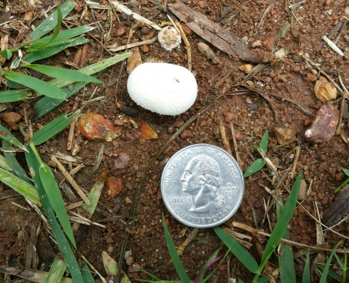 Puffball – Wolf Fart | Walter Reeves: The Georgia Gardener