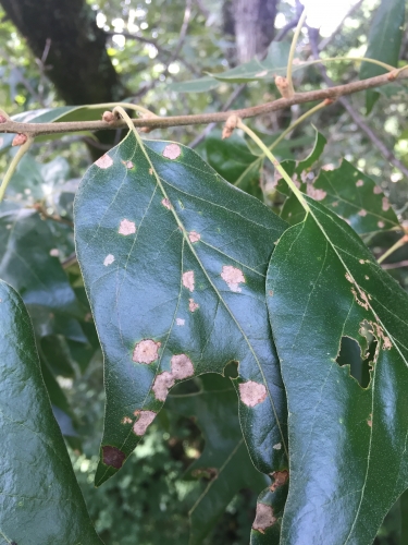 Oak Leaf Spots – Tubakia | Walter Reeves: The Georgia Gardener