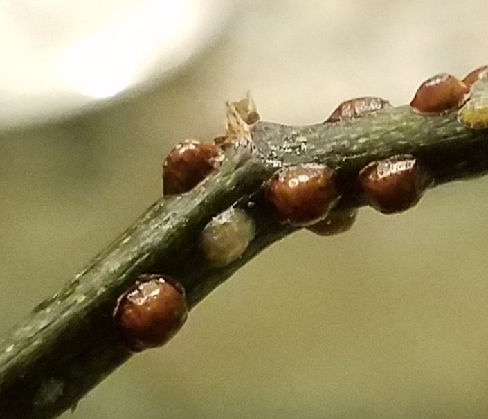 Orchid Scale on Stem Walter Reeves The Gardener