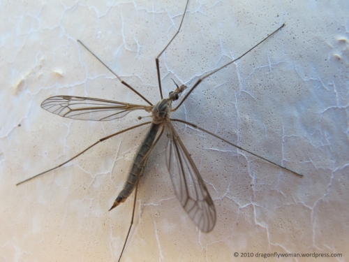 Crane Fly – Looks Like Huge Mosquito | Walter Reeves: The Georgia Gardener