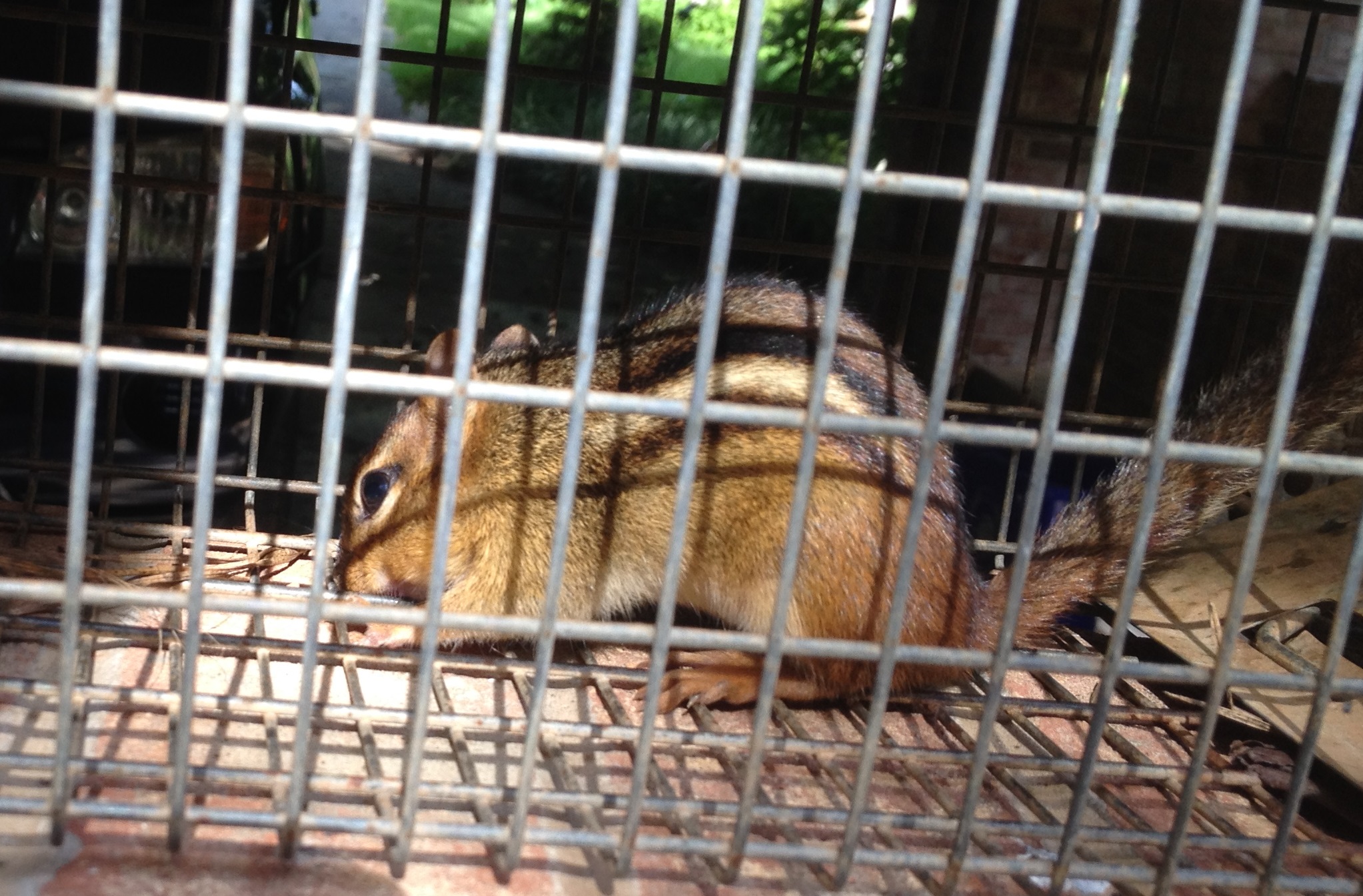 Chipmunk Removal Chicago  Chipmunk Trapping & Control