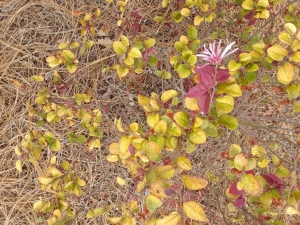 loropetalum