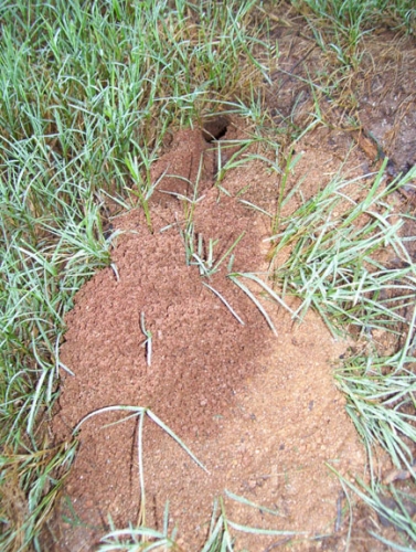 Cicada killer holes | Walter Reeves: The Georgia Gardener