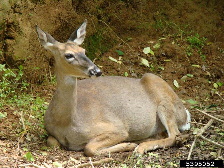 Deer Control Walter Reeves The Georgia Gardener